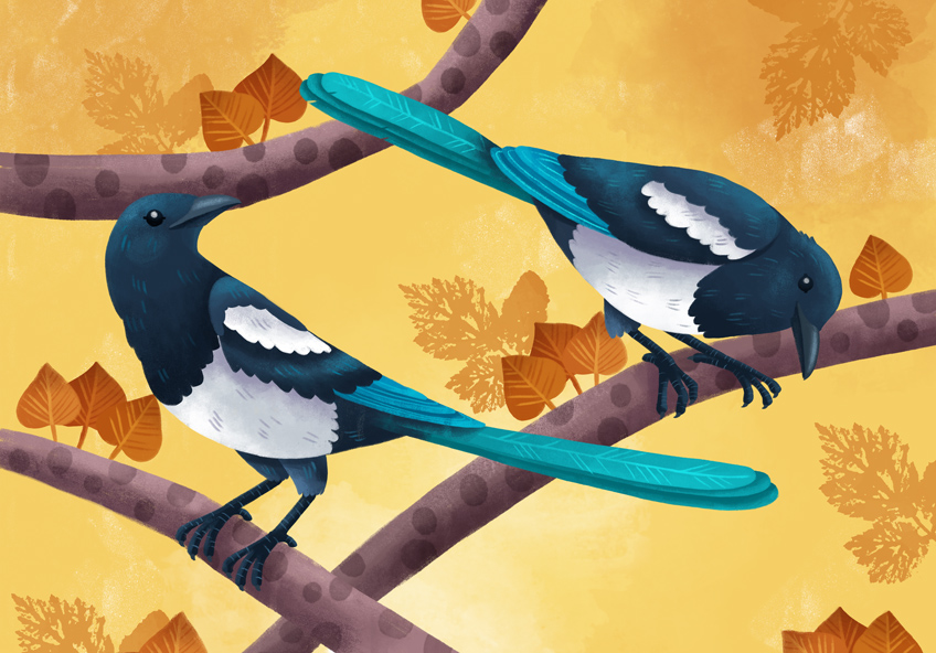 Birds folktale: magpies illustrations