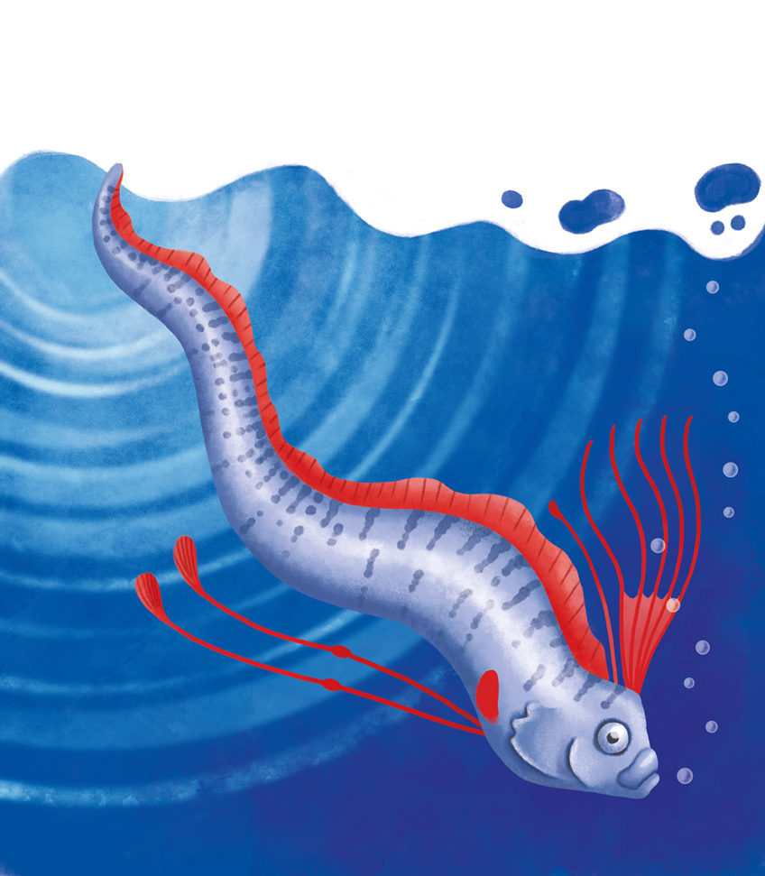 Illustration of the oarfish