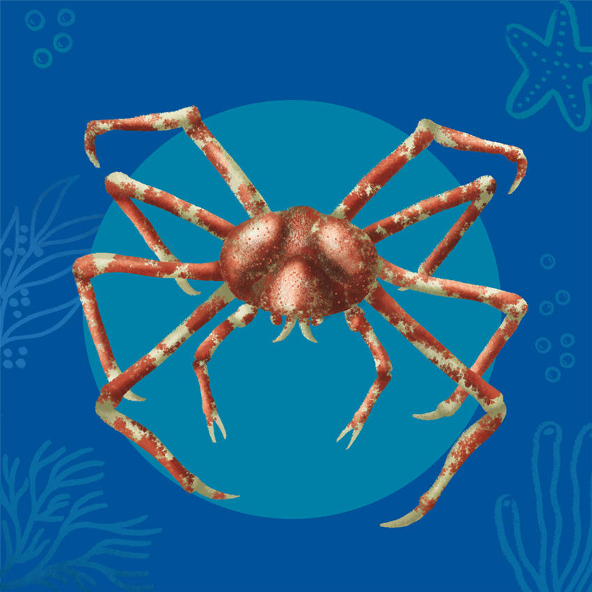 Illustration of a red giant spider crab