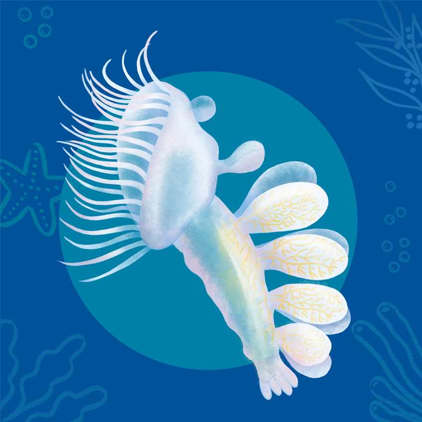 Illustration of a white lion nudibranch